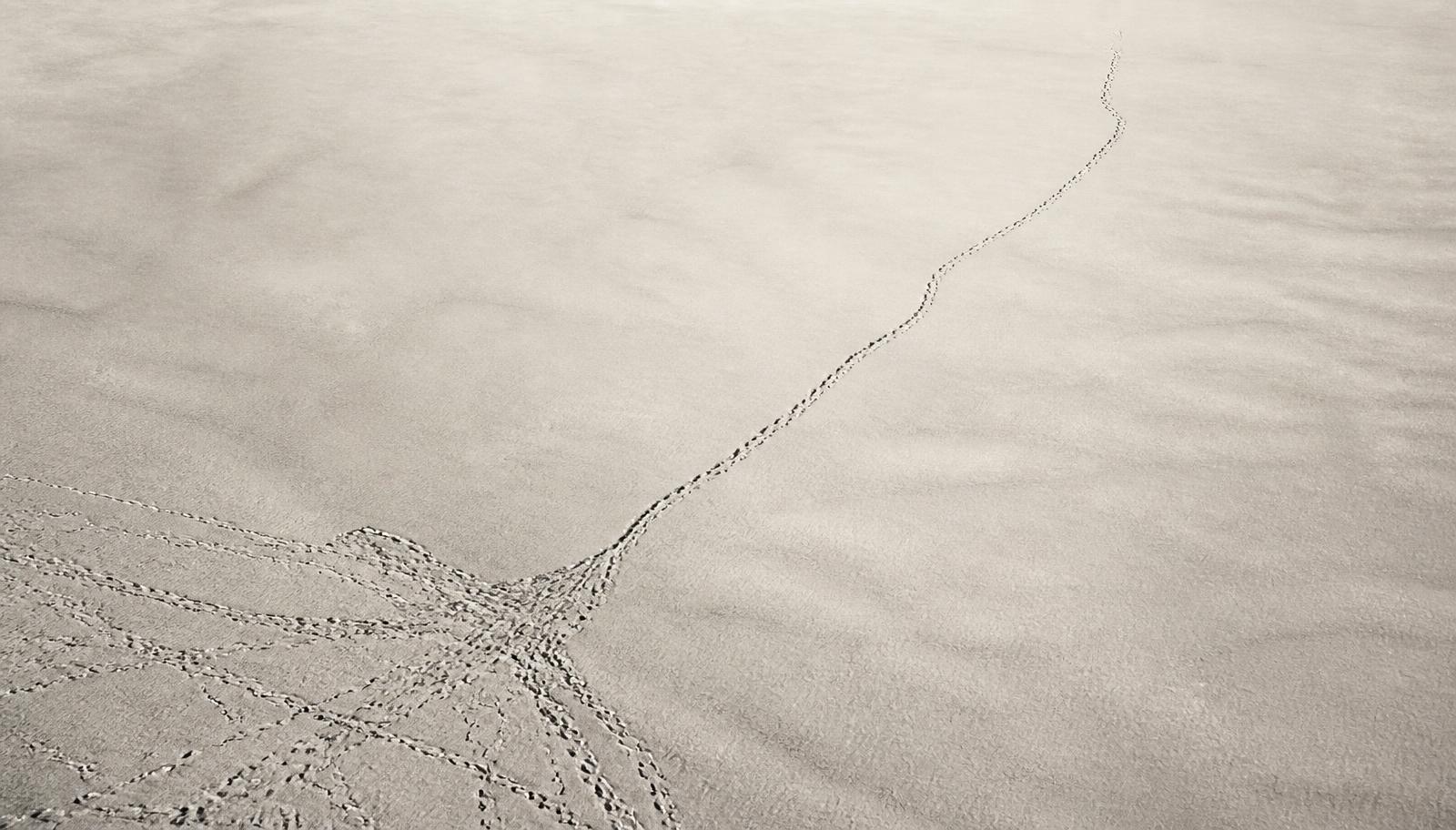Tangled tracks across pale sand converging, with one route branching away into open space